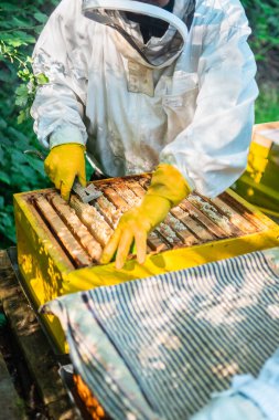 Beekeeper Taking Out the Wooden Frame From the Beehive of the Bee Colony clipart