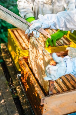 Takım Elbiseli Arıcı, Arı Kolonisinin Bal Taraklarıyla Arı Kovanı Arıyor