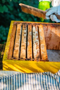 Sıraya dizilmiş Arı Kolonisinin Ahşap Çerçeveleri