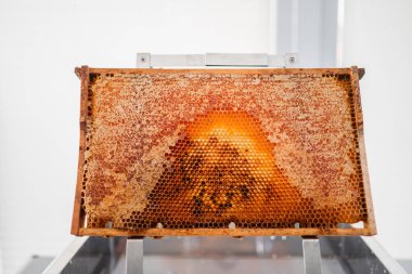 Hive Frame of a Beehive with Filled and Capped Honeycombs on a Uncapping Tray clipart