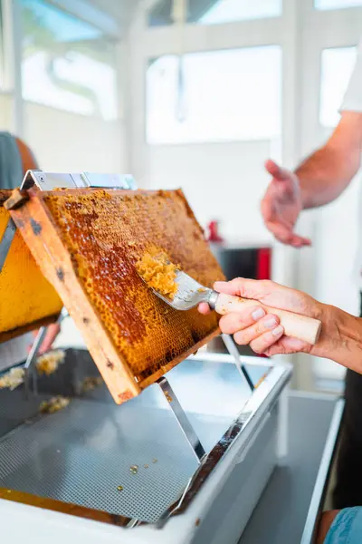 stock image Beekeeper Uncapping Capped Honeycombs with a Capping Scratcher