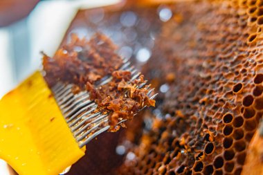 Capping Scratcher with Beewax Close Up While Decapping Honeycomb Cells of a Beehive clipart