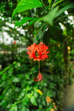 Red Hibiscus Schizopetalus Flower Bud Plant clipart