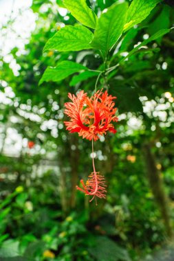 Red Flower Blossom of the Hibiscus Plant also Known as Hibiscus Schizopetalus Hanging within a Ecological Garden Biosphere Environment in Spring Time clipart