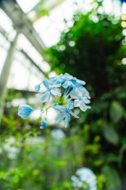 Güzel Mavi Plumbago Çiçeği Bud da Cape Leadwort Mavi Plumbago olarak bilinir ya da Pelerin Plumbago Blossoms Parlak Yeşil Bio Küre Bahçesinde Portrede Bir Görüntüye Yaklaş