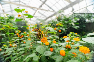 Green Butterfly Known as Siproeta Stelenes Malachite from the Nymphalidae Family on a Orange Lantana Camara or Common Lantana Flower in a Ecological Bio Sphere Flower Field as Close Up in Landscape Image clipart