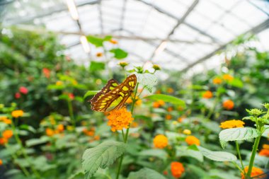 Green Butterfly on Orange Flower Close-up clipart