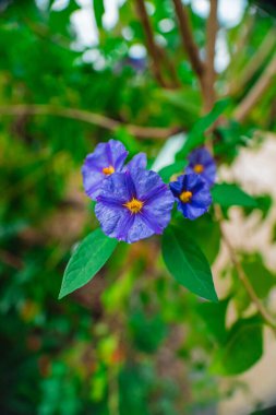 Blue Paraguay Nightshade Flower Blossom Known as Lycianthes Rantonnetii or Blue Potato Bush in a Green Ecological Garden Bio Sphere as Close-up in Portrait Image clipart