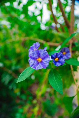 Blue Potato Bush Flower Blossom clipart