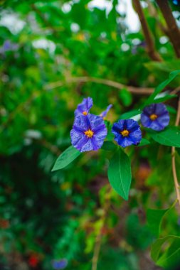 Blue Paraguay Nightshade Flower Blossom Known as Lycianthes Rantonnetii or Blue Potato Bush clipart