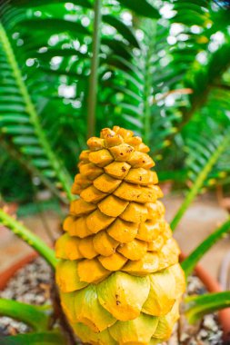 Yellow Cone of Encephalartos Villosus Plant clipart