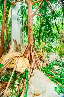 Trunk and Roots of the Hala Tree Known as Pandanus Tectorius Thatch Screwpine, Tahitian Screwpine or Pandanus Rooting Into Rocks in a Ecological Bio Sphere in Portrait Image clipart