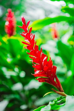 Kızıl Alpinya Purpurata Kızıl Çiçeğe Ulaşır Çiçek açar