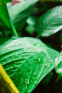 Doğaya Yaşam Veren Bir Canavarın Yaprağına Su Damlaları