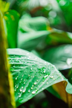 Bir Canavarın Orman Yaprağına Düşen Su Portre Resminde Çevreye Yakın Çevrede Doğaya Canlı Veriyor