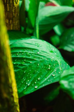 Yağmur Ormanı Doğaya Yaşam Veren Bir Canavarın Yaprakları