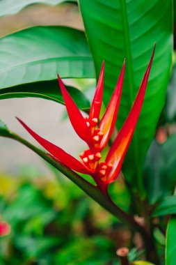 Biyosfer Bahçesinde Kırmızı Heliconia Çiçeği