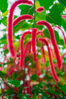 Rüya Kırmızısı Chenille Bitkisi Acalypha Hispida Çiçeği Bir Serada Biotope