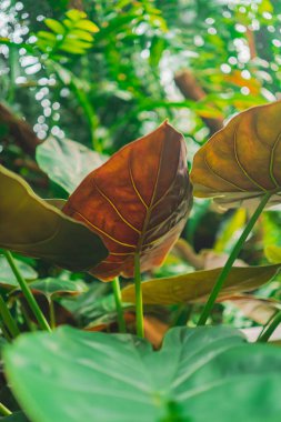 Green Elephant Ear Known as Coloasia Gets Sunlight in a Tropical Ecological Jungle clipart