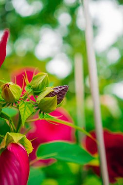 Mor Kırmızı Hibiscus Moscheutos Çiçeği Yeşil Ekolojik Bahçede Çiçek açmadan önce Portredeki Biotope gibi