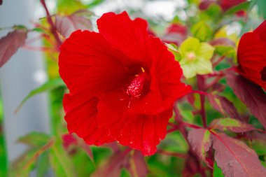Kırmızı Hibiscus Moscheutos Çiçeği