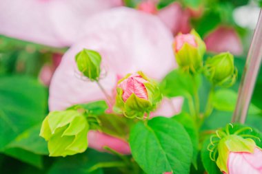 Beautiful Pink Hibiscus Moscheutos Flower Bud in a Green Ecological Garden clipart