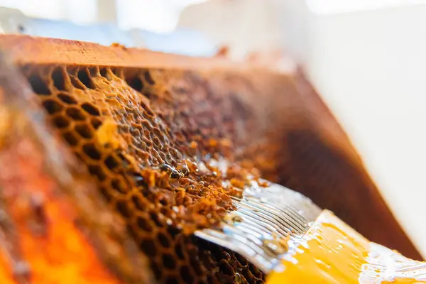 stock image Honycombs with a Capping Scratcher Getting Uncapped to Extract Bee Honey Extreme Close Up