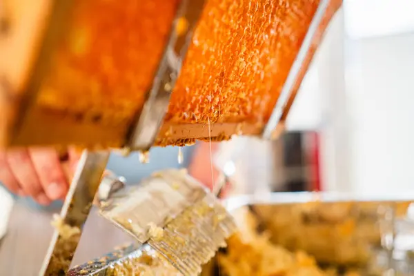 stock image Bee Honey Trickles Down the Golden Beehive Honeycomb Cells