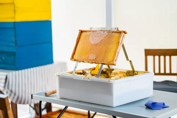 stock image Beehive Frame with Closed and Capped Honeycombs Positioned ona Decapping Tray Ready for Beekeeping Harvest