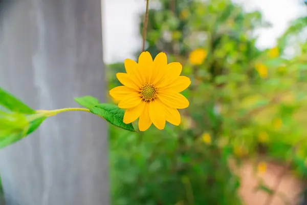 stock image Beautiful Yellow Mexican Tournesol Known as Tree Mariegold Mexican Sunflower Japanese Sunflower or Nitobe Chysanthemum Blossoms in a Garden Bio Sphere