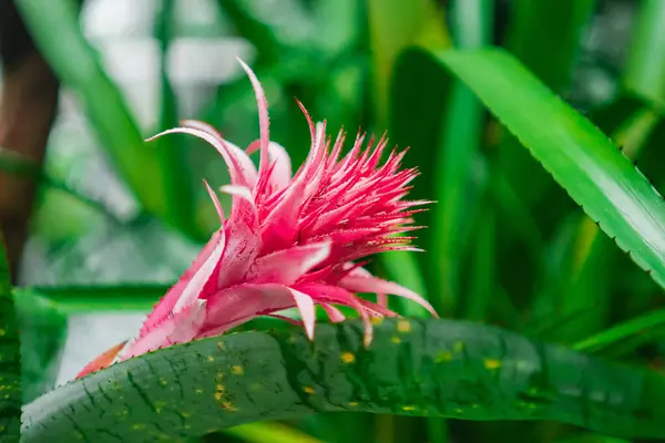 stock image Pink Aechmea Fasciata From the Bromeliaceae Family In a Green Biotope Like Rainforest Garden Environment Close Upg