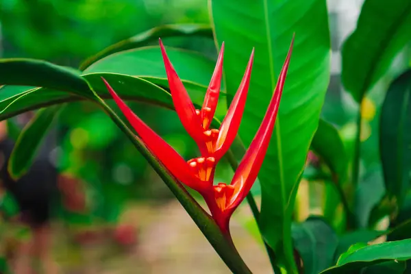 Stock image Red Heliconia Flower in Tropical Forest