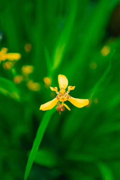 stock image Yellow Apostle Plant Flower Known as Walking Iris Trimezia Plant in a Green Ecological Biotope Environment