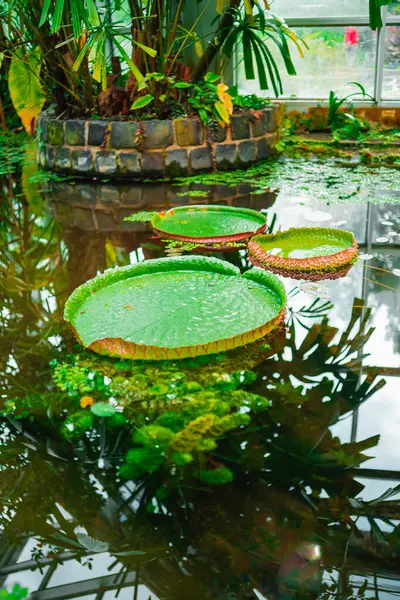 stock image Pond With Green Water Lily Known as Victoria Cruziana in a Tropical Ecological Biotope Greenhouse in Portrait Image