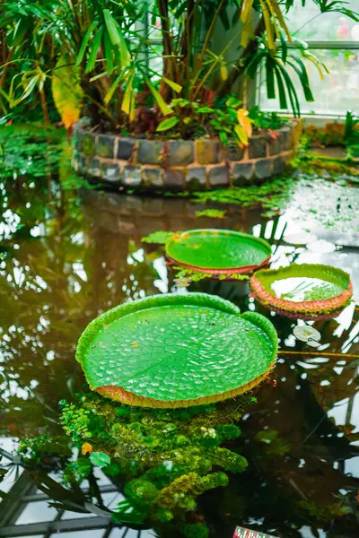 stock image Pond With Green Victoria Cruziana Water Lily