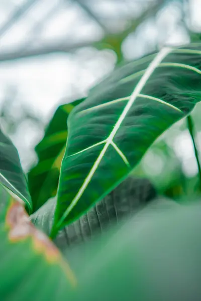 stock image Detailed View of the Structure of a Green Alocasia Micholitziana Leaves