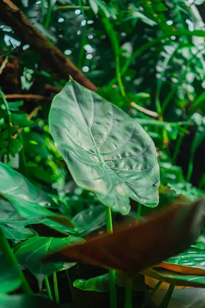 stock image Beautiful Green Elephant Ear Coloasia