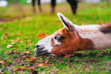 Kahverengi ve Beyaz Alpaka Kapalı Gözleriyle Yeşil Çayırda Dinleniyor