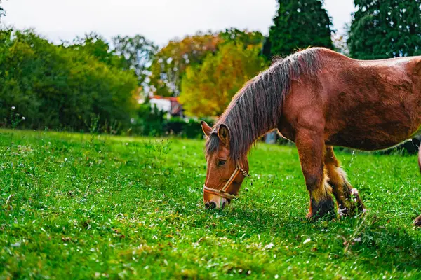 stock image Strong Coldblood Draft Horse Grazing on a Green Pasture Field on a Bright Sunny Day