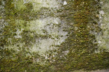 Çürümüş Yosun Beton Duvarı