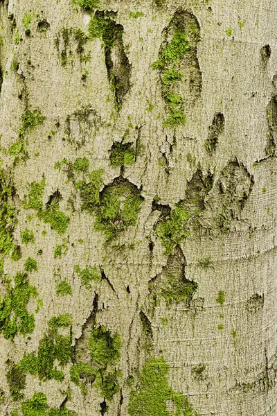 stock image Broken Wood Bark Texture with Scraps and Wholes with Mold and Moss