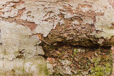 Meşe Ağacı Gövdesi Yapısı