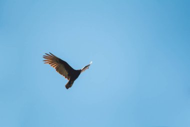 Sıcak ve güneşli bir yaz gününde Havada Uçan Kuş Dua Ediyor