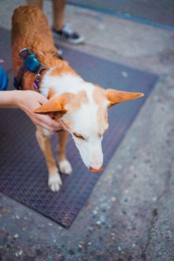 Cute Brown and White Dog Stroked Softly through its fur Feeling Comfortable Looking Around on the Street clipart