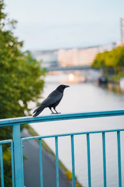 Black Crow Standing on the Railings in a City Landscape clipart