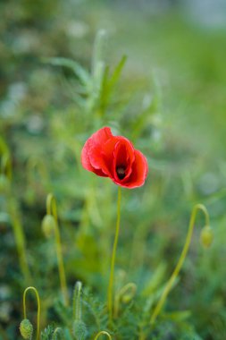Yeşil Çimenlikte Güzel Kırmızı Gelincik Çiçeği Yalıtılmış Çiçek