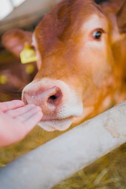 Islak İnek Burnu Bir Elde Semling