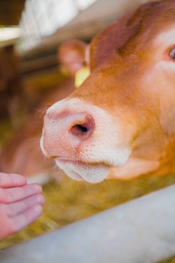 Islak İnek Burnu Elini uzatıyor