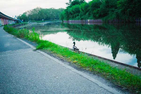 stock image Single Duck Standing on a River Near a Walkway on an Afternoon Looking Towards the Water Reflection Across the Park