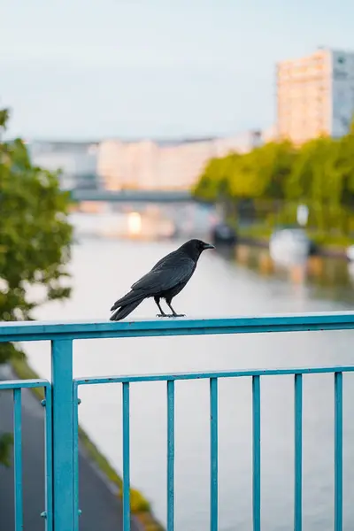 stock image Black Crow Standing on a Railing Over a River